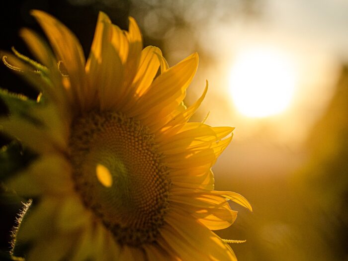 sunflower, sunset, nature-5370278.jpg