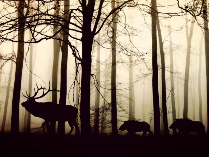 animals, forest, silhouette-1818690.jpg