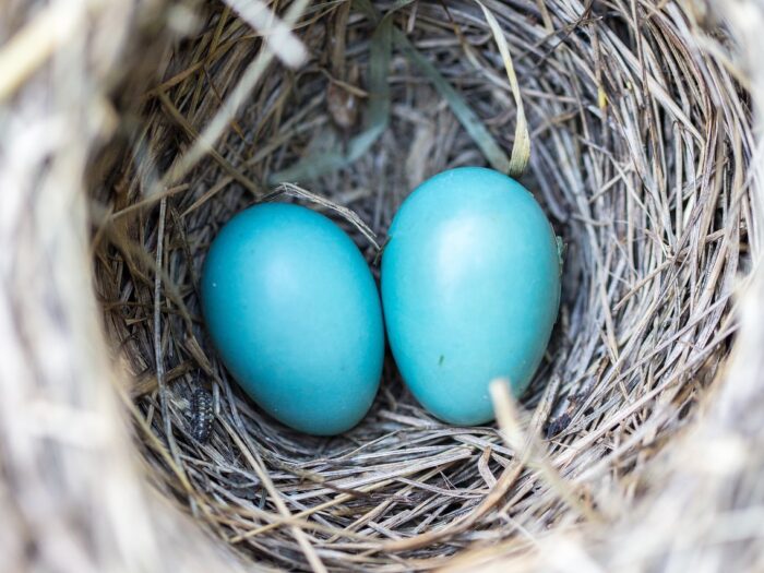 bird, eggs, nest-1541297.jpg